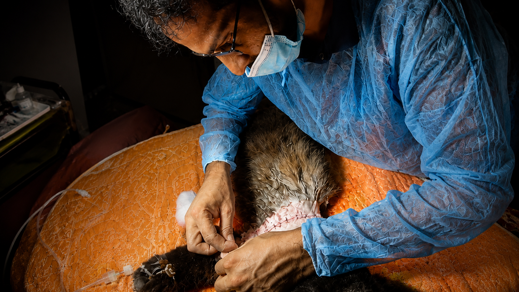 Pet immunology testing in Dhaka. Confirm the assay with our team.